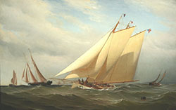Herreshoff #187303es Faustine [Faustina]